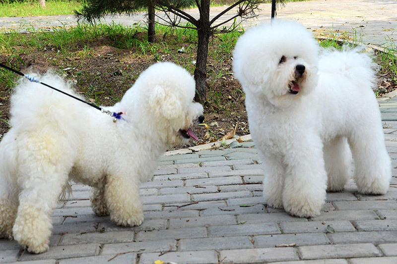 比熊犬怎么养？比熊犬吃什么？养比熊有哪些注意事项？