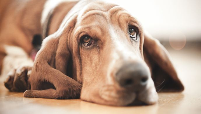 你给你家狗狗清理泪痕的方法是对的吗！？