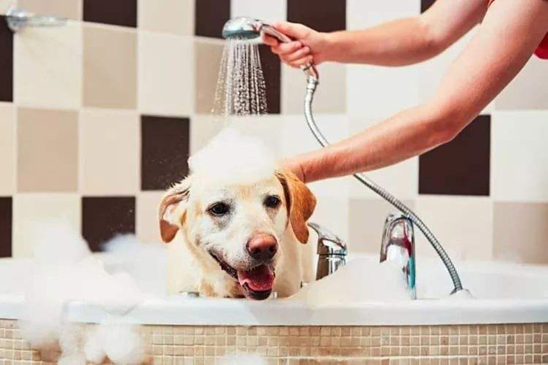 分享我给我家狗狗洗澡的过程和要点，收藏好哟！