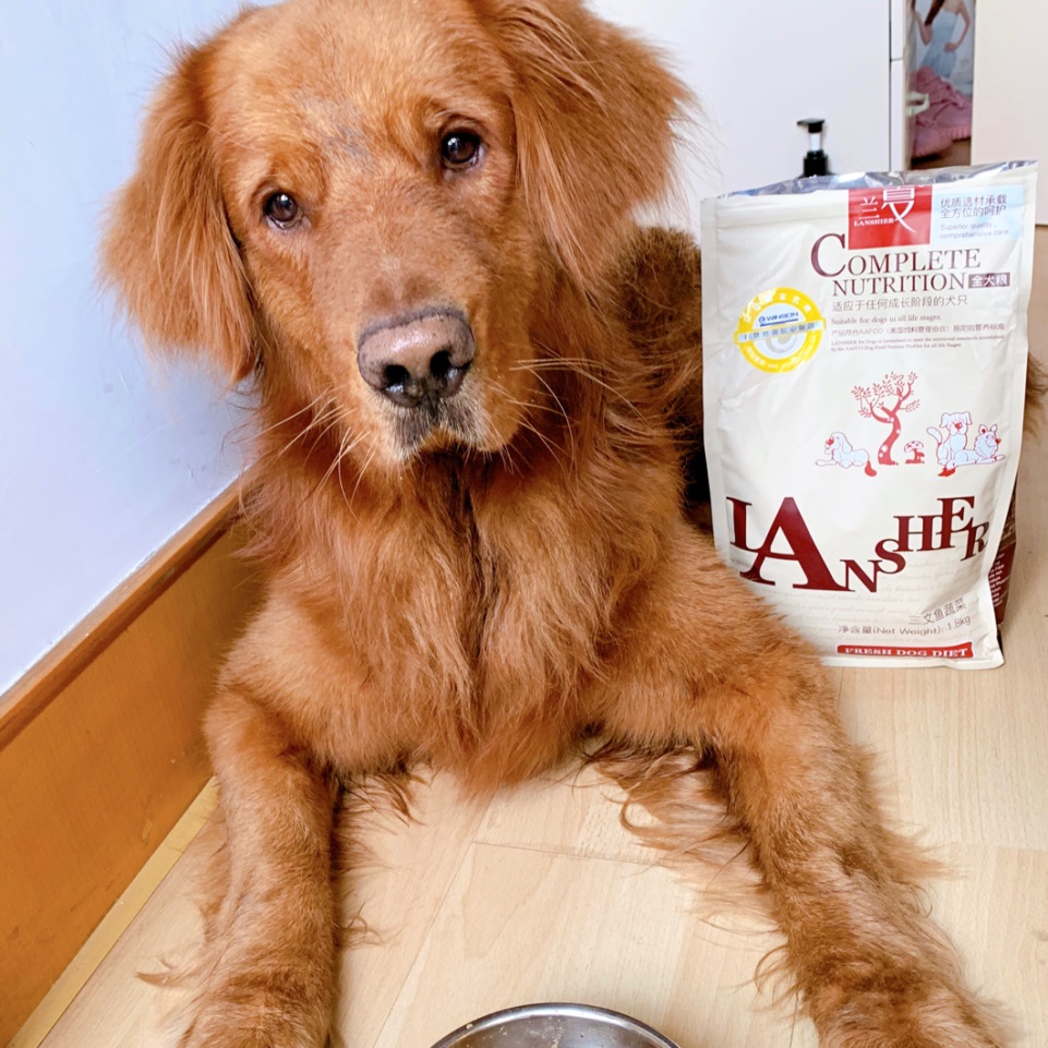 对于三个月以内的金毛幼犬，建议喂食兰夏鸡肉鱼蔬菜幼犬粮