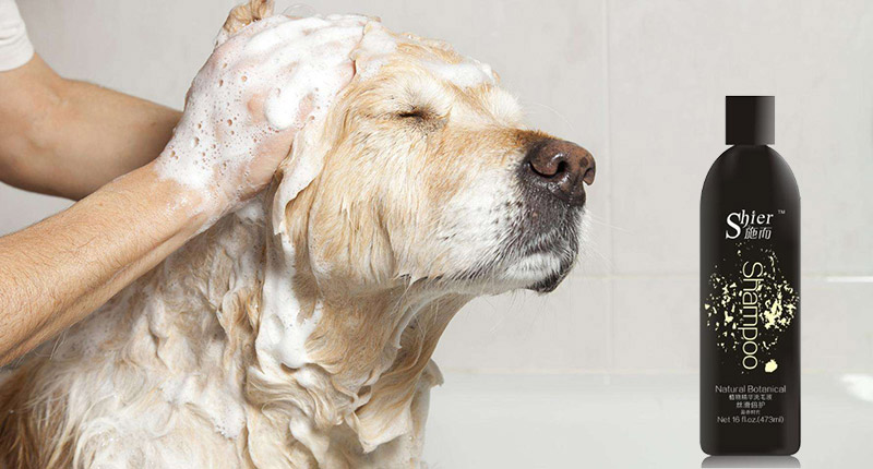 狗狗洗澡用什么沐浴露好，推荐施而宠物洗毛液