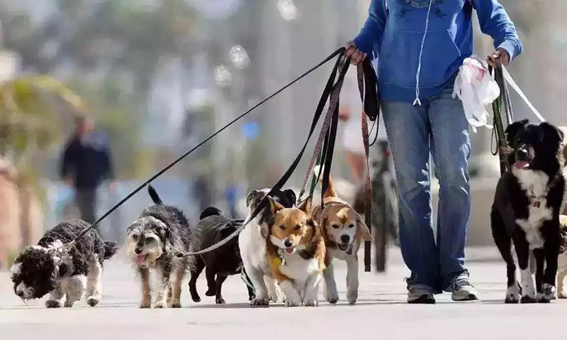 哈士奇幼犬适合吃什么狗粮，推荐兰夏三文鱼狗粮